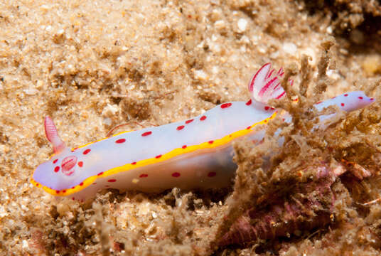 Image of Hypselodoris bennetti (Angas 1864)