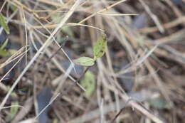 Image of Jesuit's bark