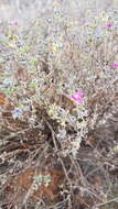 Image of Delosperma pageanum (L. Bol.) Schwant.