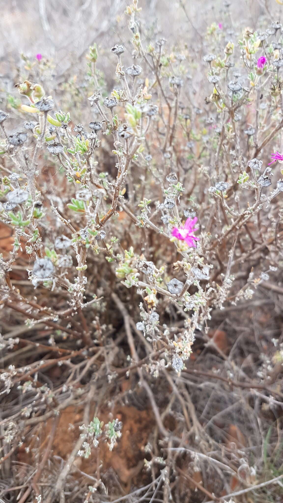 Image of Delosperma pageanum (L. Bol.) Schwant.