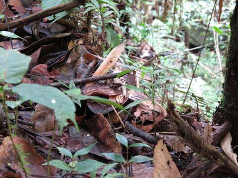 Image de Mantidactylus charlotteae Vences & Glaw 2004