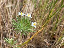 Image de Leptosiphon minimus (H. Mason) Battaglia