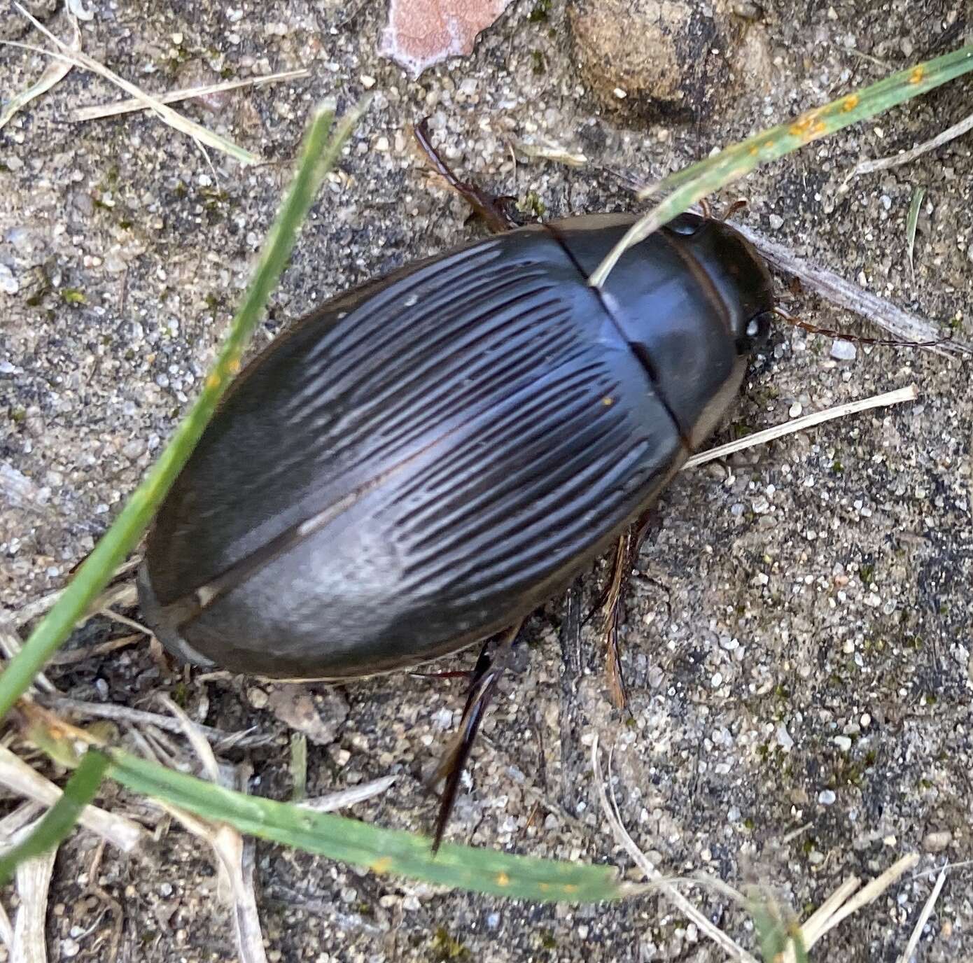 Image of Understriped Diving Beetle