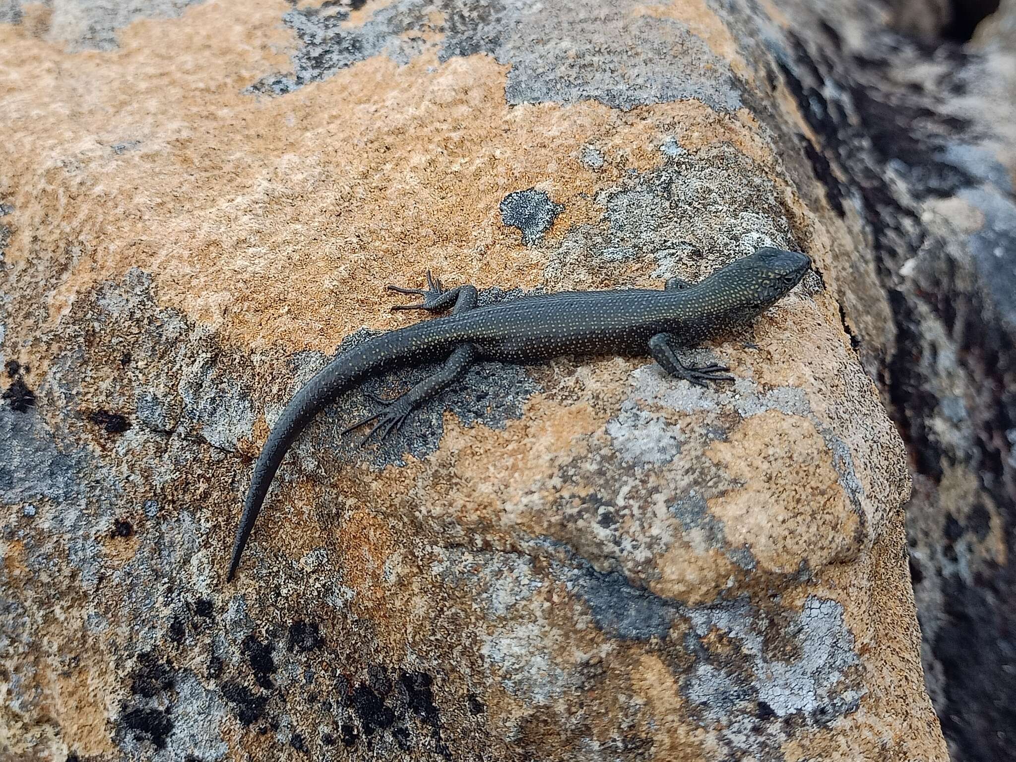 Image of Alpine Cool-skink