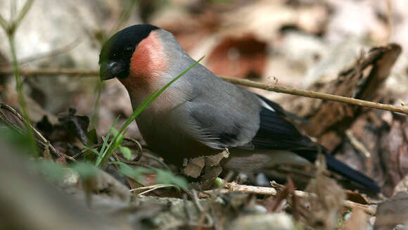 Image of Pyrrhula pyrrhula griseiventris Lafresnaye 1841