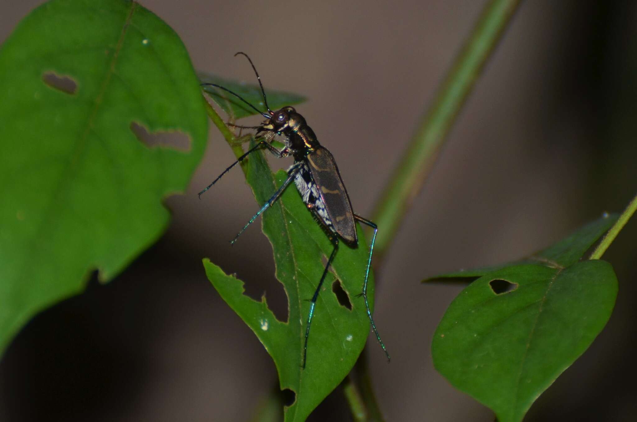 Image of Cicindela (Hipparidium) interrupta Fabricius 1775