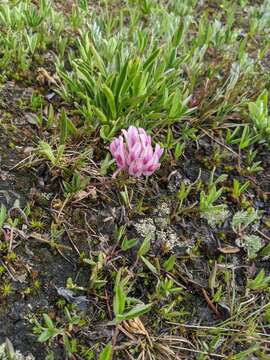 Слика од Trifolium parryi A. Gray