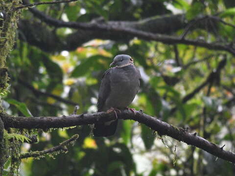 Image of Ashy Wood Pigeon