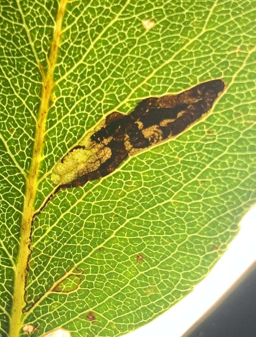 Imagem de Stigmella oxyacanthella (Stainton 1854) Beirne 1945