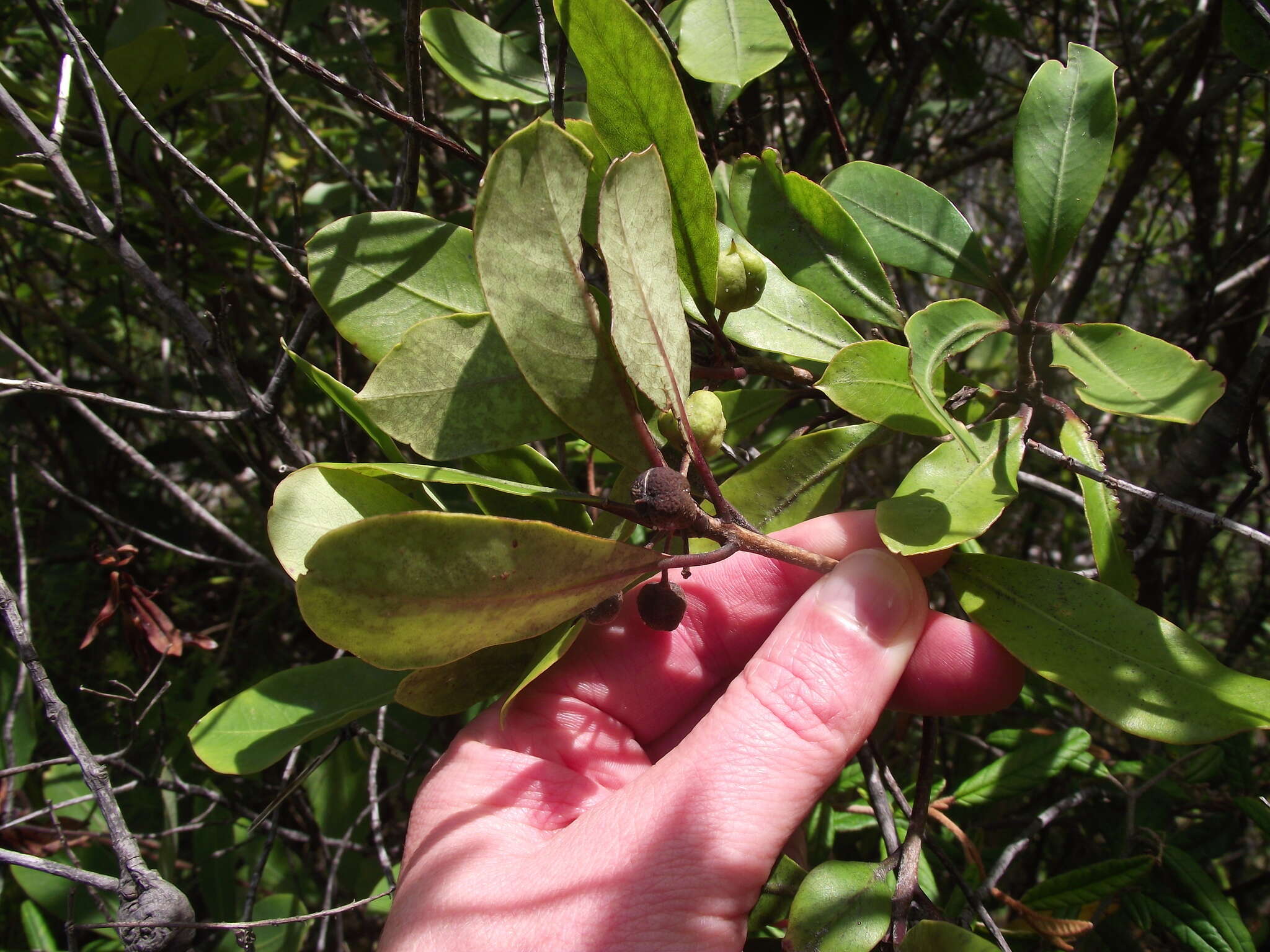 Image de Pittosporum huttonianum T. Kirk