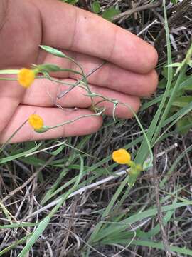 Image of Sisyrinchium angustissimum (B. L. Rob. & Greenm.) Greenm. & C. H. Thomps.