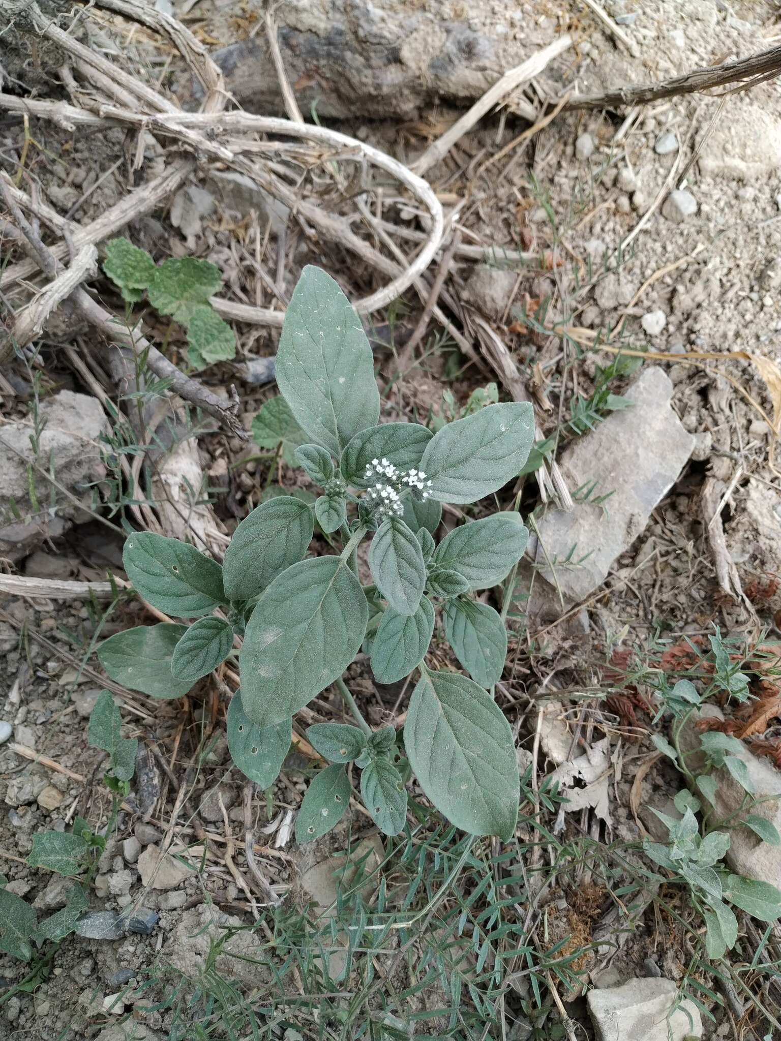 Imagem de Heliotropium ellipticum Ledeb.