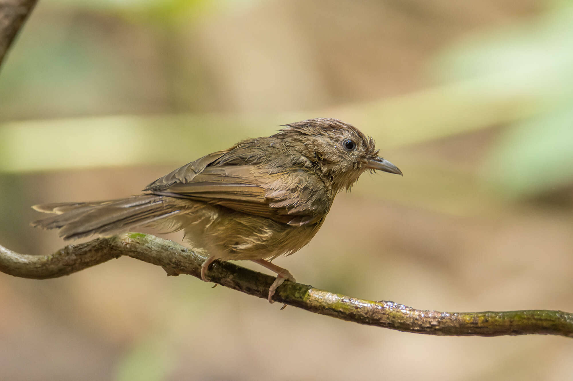 Image of Alcippe poioicephala alearis (Bangs & van Tyne 1930)