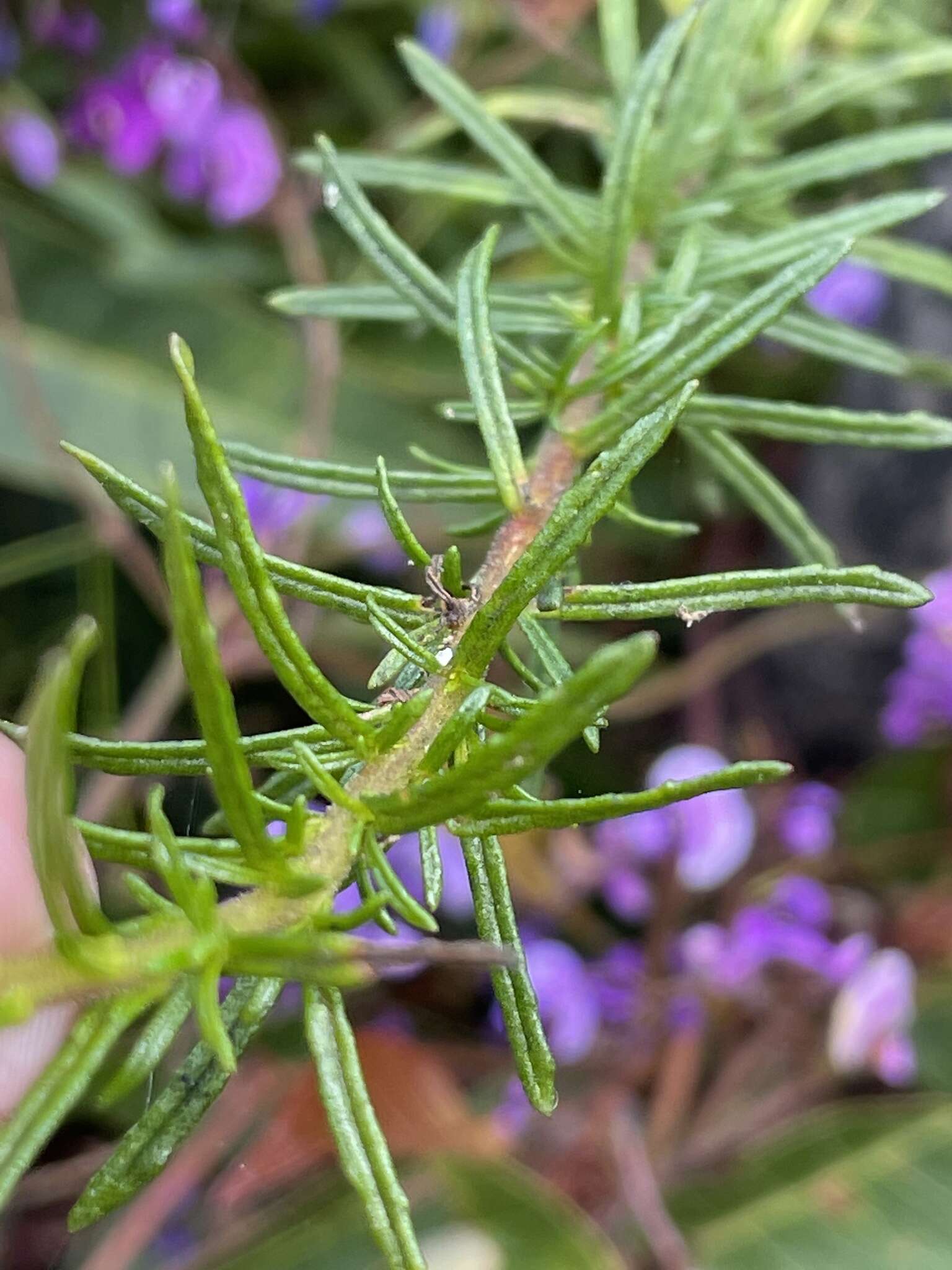 Olearia tenuifolia (DC.) Benth. resmi