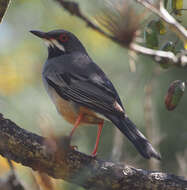 Image of Red-legged Thrush