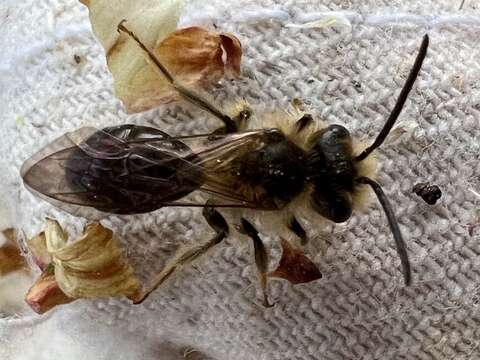 Image of Andrena pruni Robertson 1891