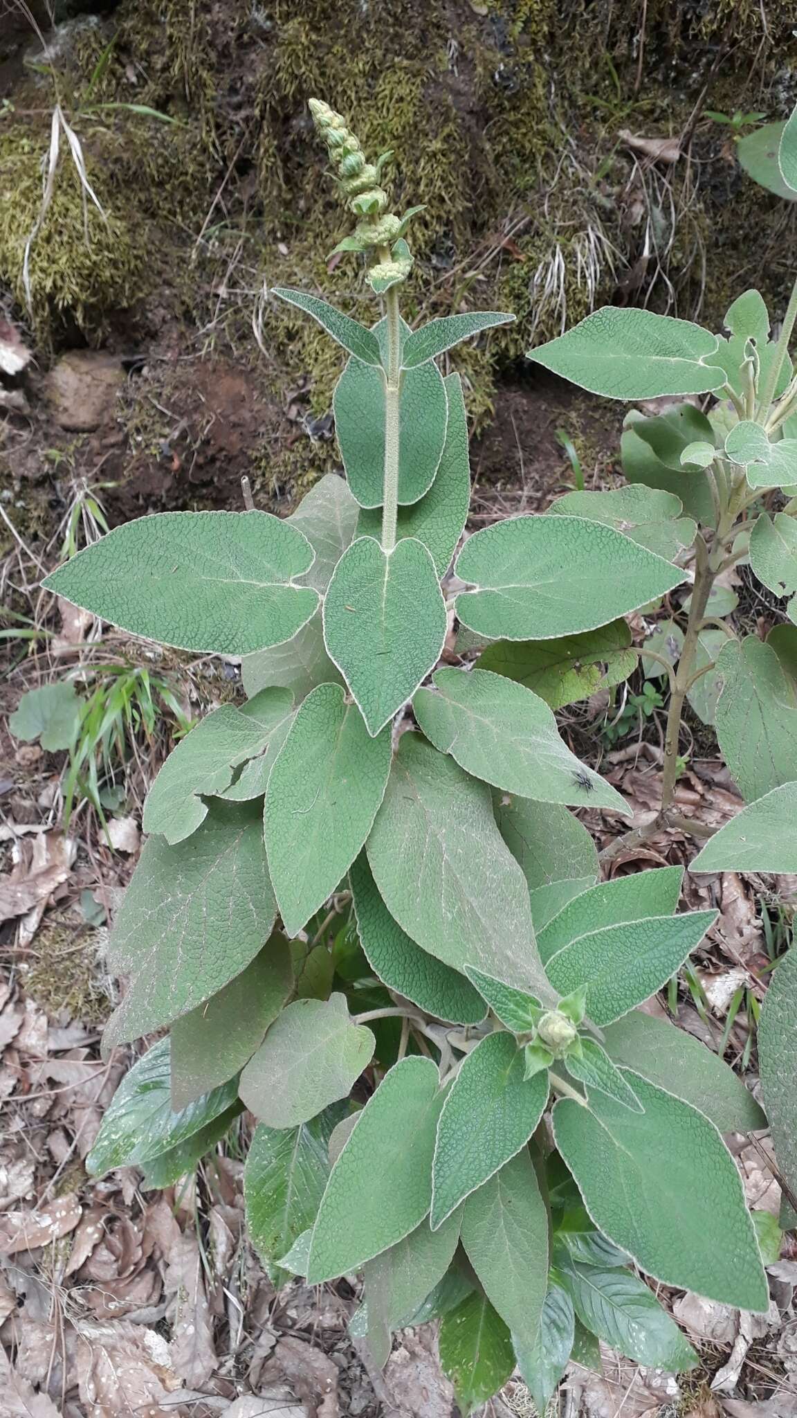 Image of Sideritis canariensis L.