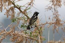 Image of Spot-flanked Barbet