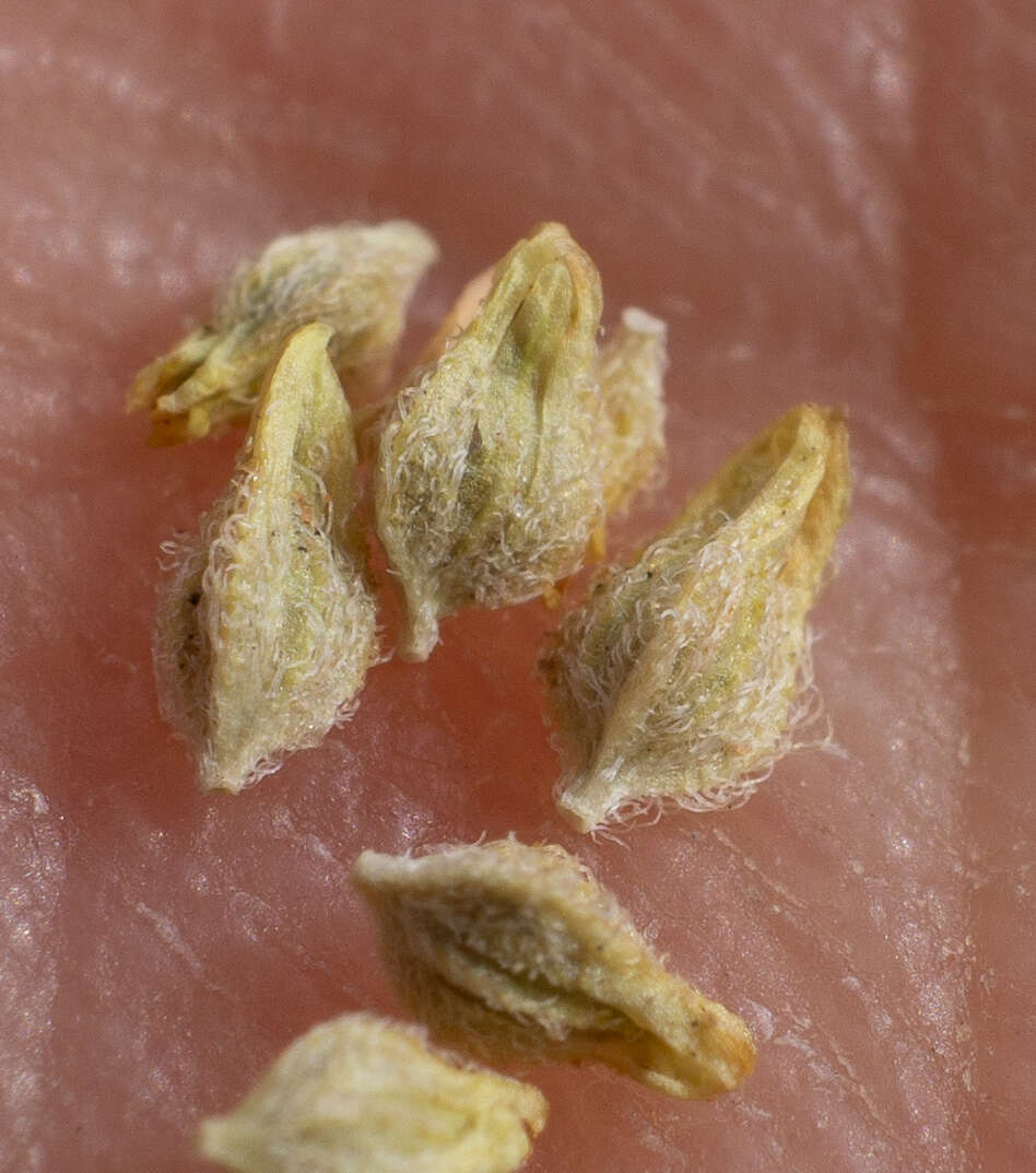 Image of salty buckwheat