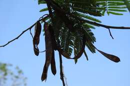 Plancia ëd Leucaena cuspidata Standl.