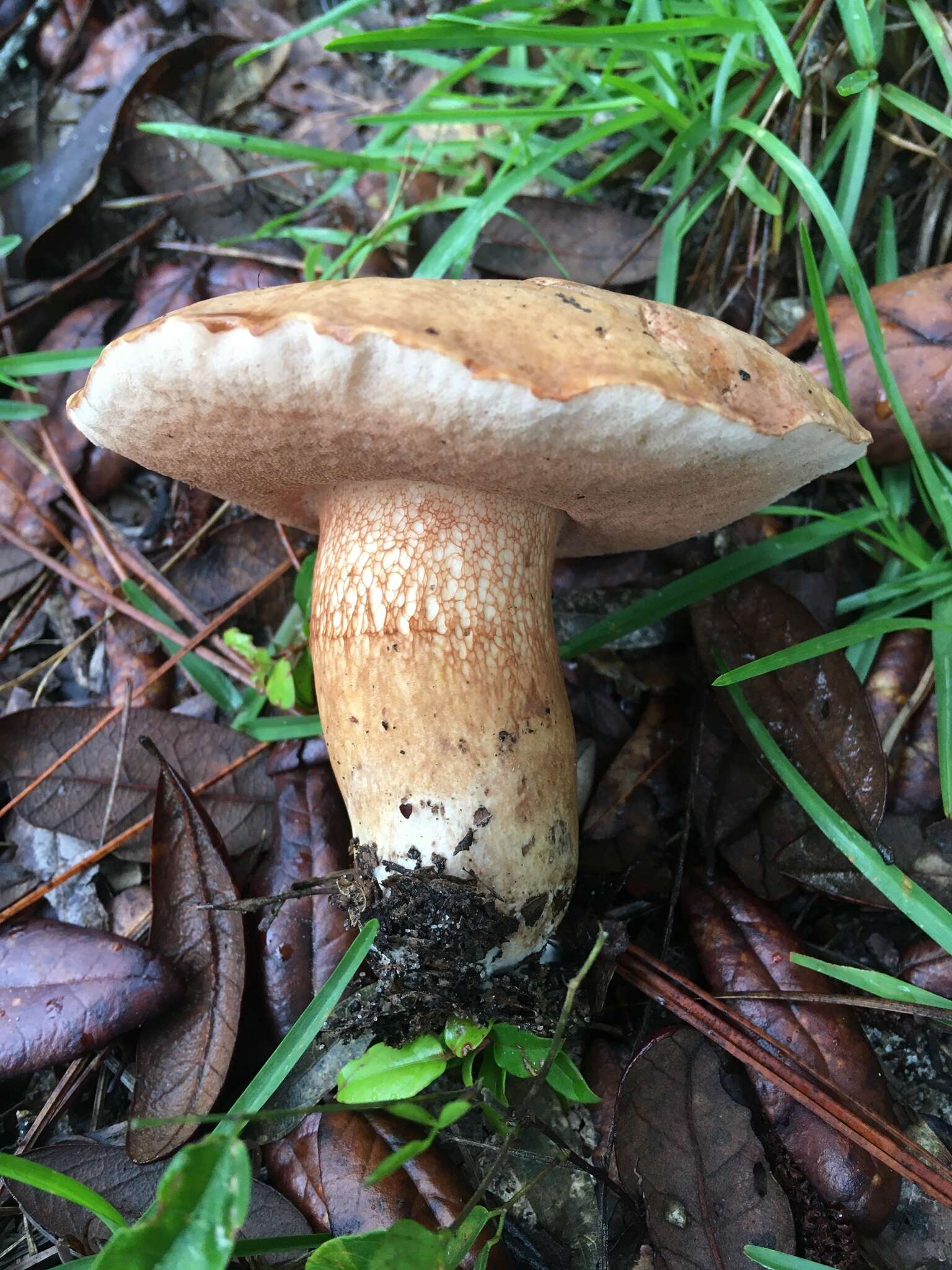 Image of Tylopilus tabacinus (Peck) Singer 1944