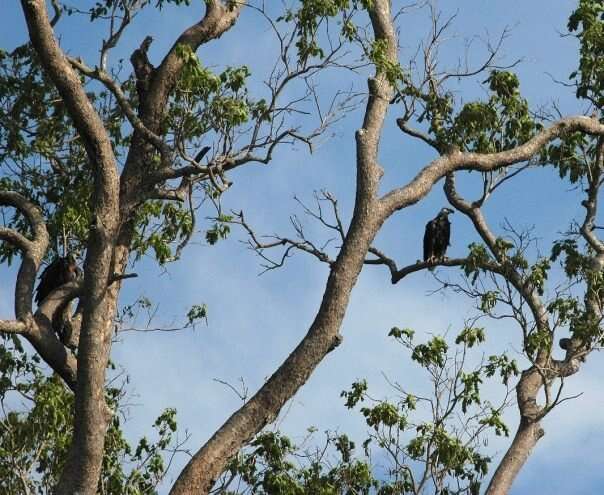 Haliaeetus vociferoides Des Murs 1845 resmi