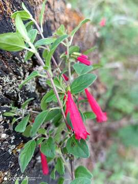 صورة Clinopodium selerianum (Loes.) Govaerts