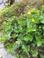 Image of Mountain Avens