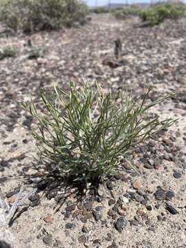 Image of skeletonweed