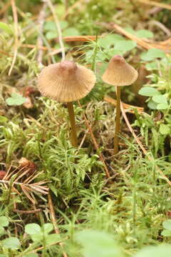 Image of Mycena viridimarginata P. Karst. 1892