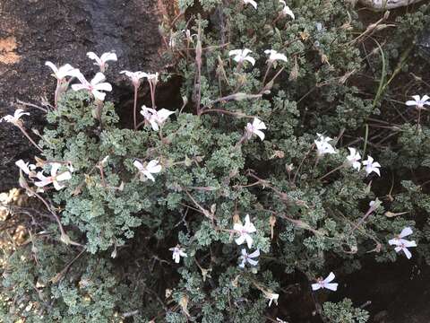 Pelargonium abrotanifolium (L. fil.) Jacq. resmi