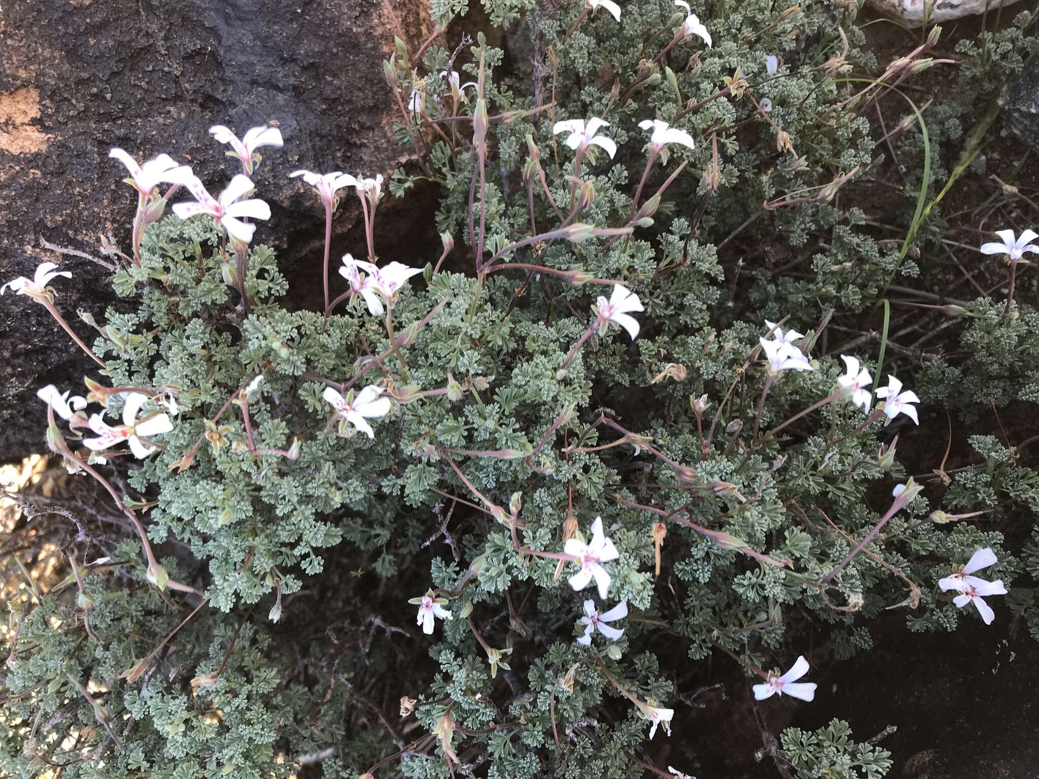 Image of Pelargonium abrotanifolium (L. fil.) Jacq.