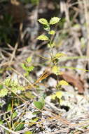 صورة Crossopetalum ilicifolium (Poir.) Kuntze