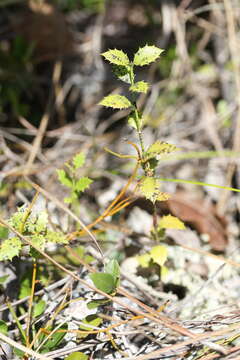 Слика од Crossopetalum ilicifolium (Poir.) Kuntze