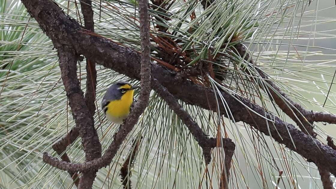 Image of Grace's Warbler