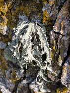 Imagem de Ramalina fraxinea (L.) Ach.