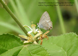 Image of Catopyrops florinda (Butler 1877)