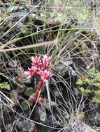 Image of roseflower stonecrop