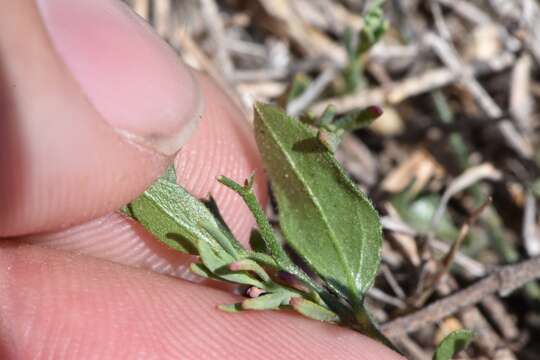 Image of shining milkwort