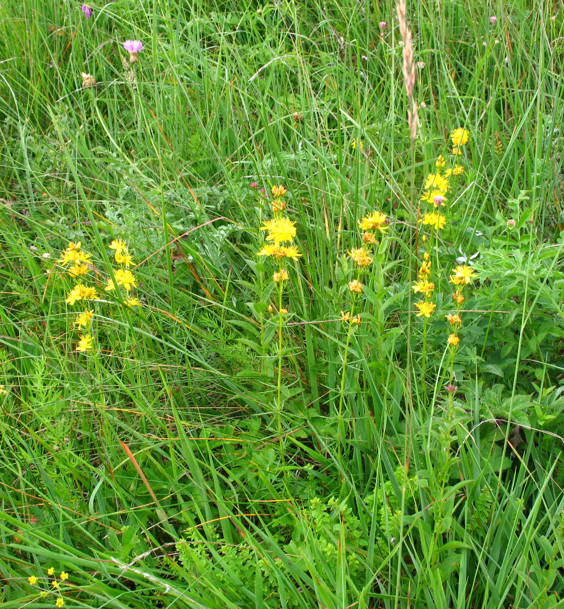 Imagem de Hypericum asperuloides Czern. & Turcz.