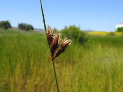 Imagem de Bolboschoenus maritimus (L.) Palla