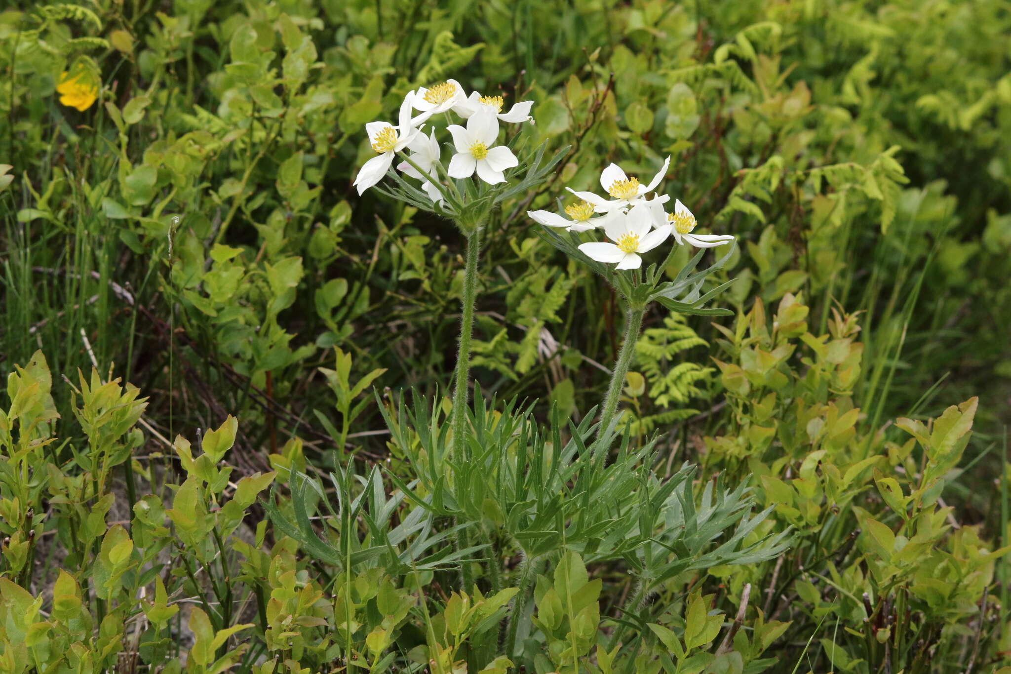 Imagem de Anemonastrum narcissiflorum (L.) Holub