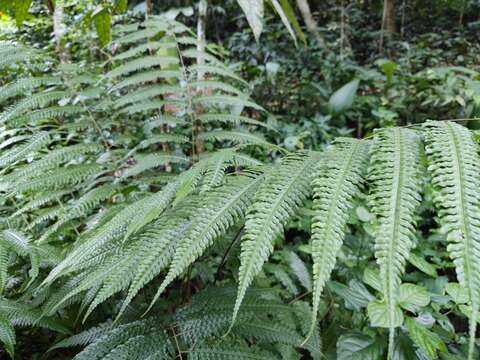 Image of Pteridrys cnemidaria (Christ) C. Chr.