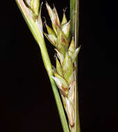 Image of Whitney's sedge