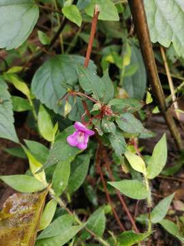 Image of Impatiens santisukii T. Shimizu