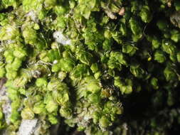 Image of Frullania catalinae A. Evans