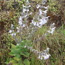 Sivun Salvia schimperi Benth. kuva