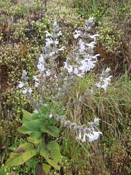 Image de Salvia schimperi Benth.