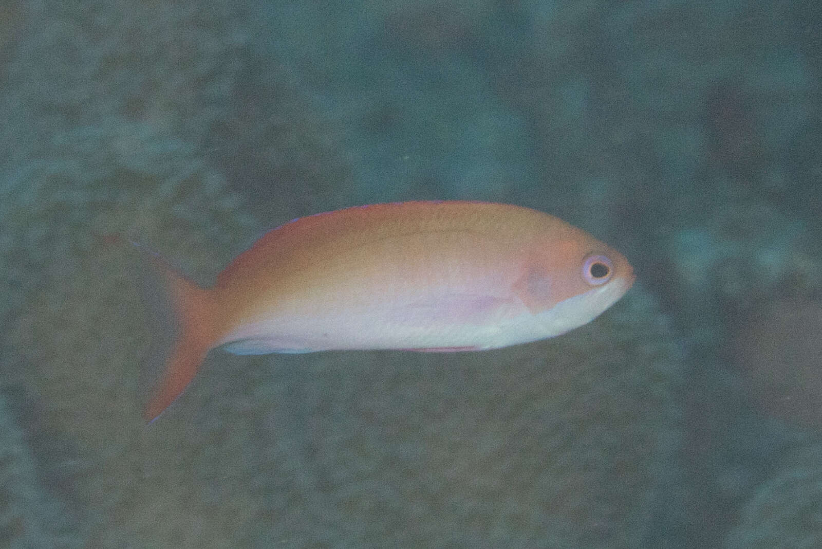 Image of Red-bar anthias