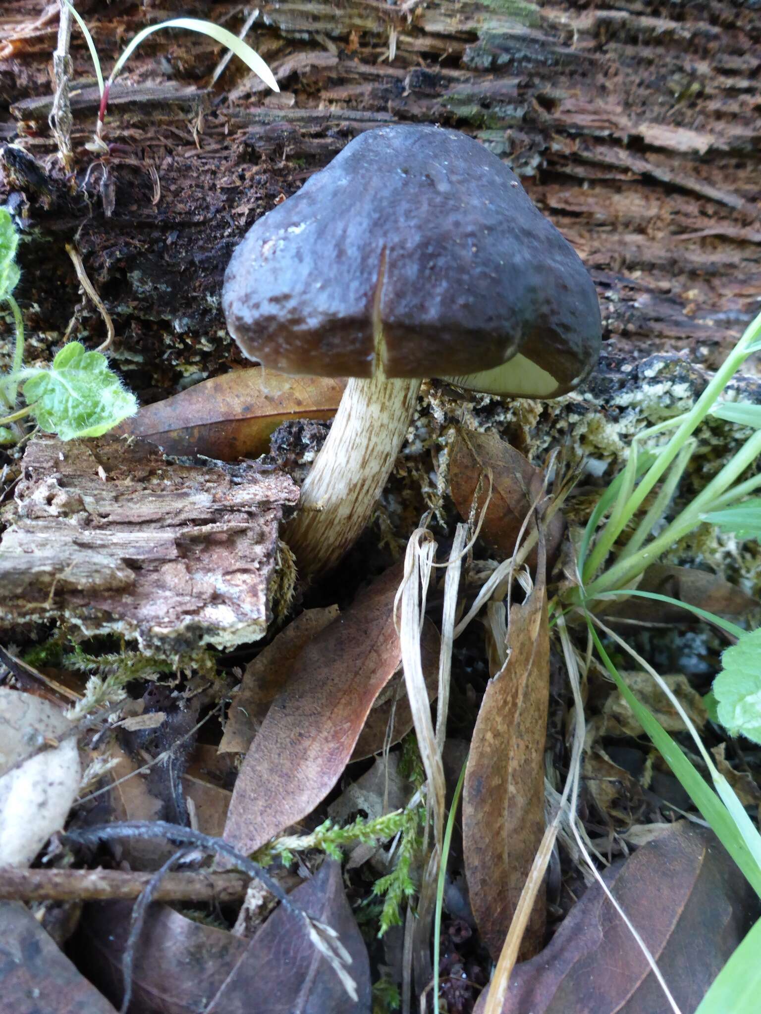 Image of Pluteus exilis Singer 1989